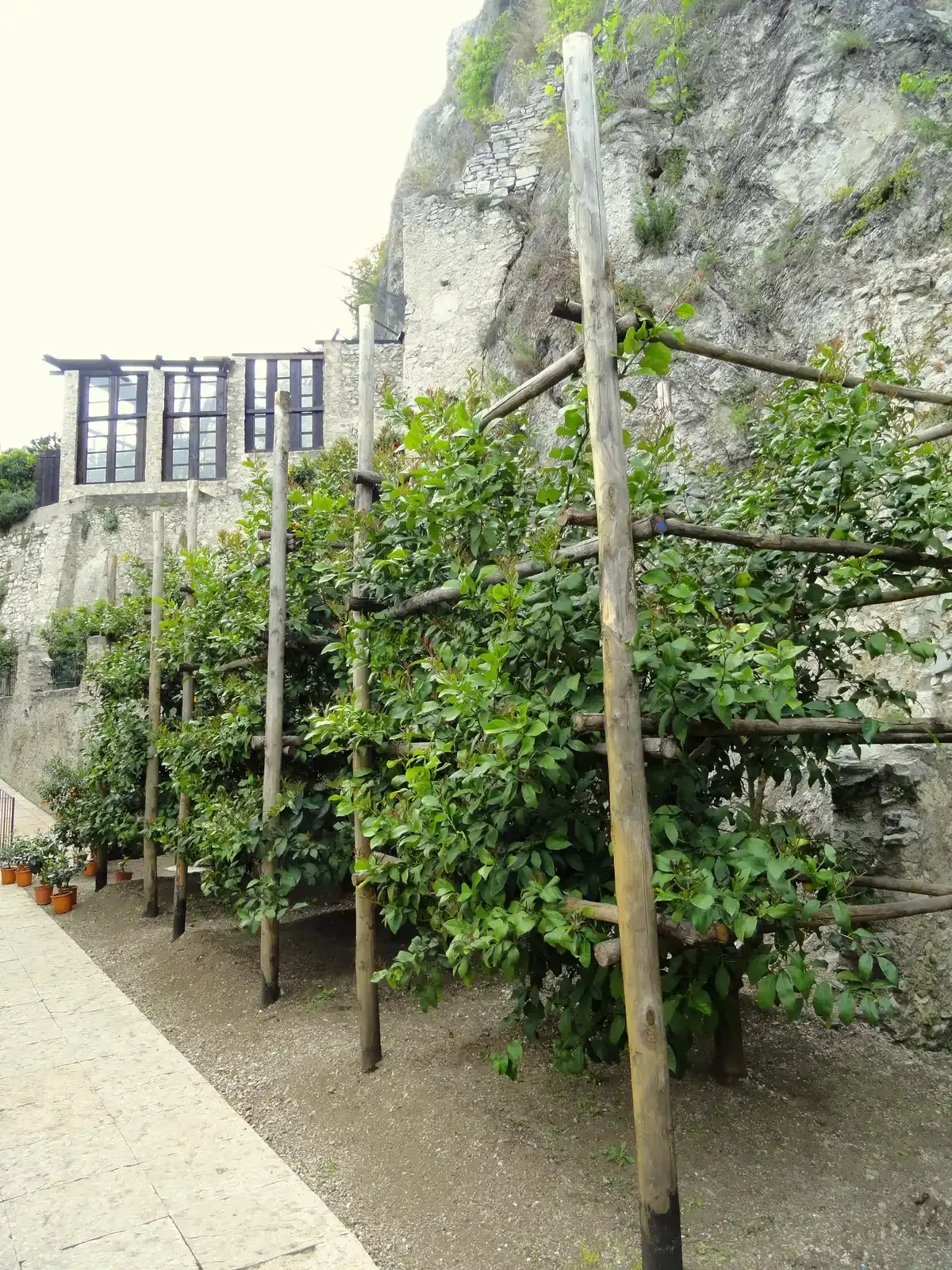 Lemon trees on tall wooden posts inside the Limonaia del Castel terrace in Limone sul Garda